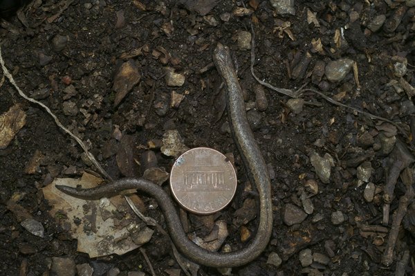 Fournisseurs d'énergie : comparez et économisez efficacement !